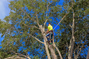 Things to Keep in Mind When Hiring a Tree Service