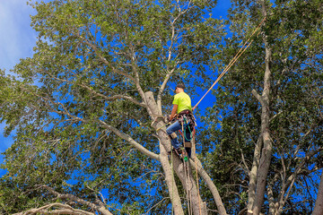 Tree Services