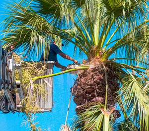 arborist Gold Coast