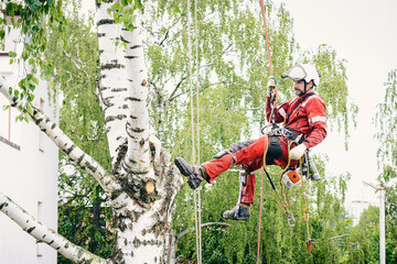 Choosing a Tree Service