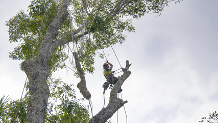 What Is a Tree Service?