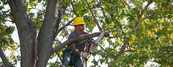 The Importance of Proper Tree Trimming