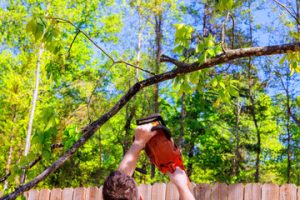 tree landscaping